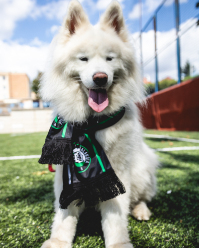 HD-Schals mit Lycra GALAKSIA - Variant: HD scarf with lycra